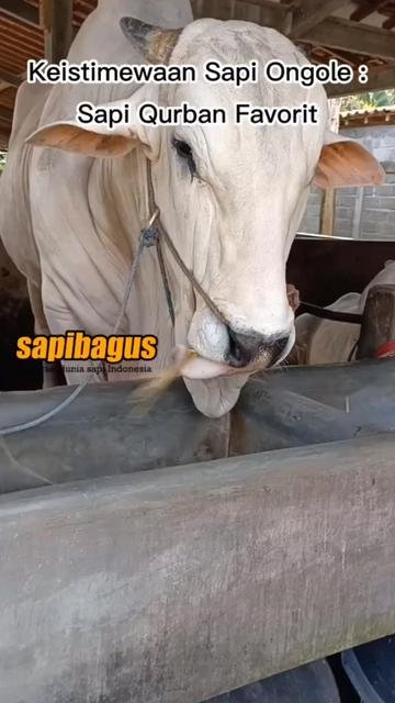 Keistimewaan-Sapi-Ongole